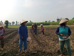 Babinsa Turun Ke Ladang Beri Motivasi Petani Jagung Dukung Program Ketahanan Pangan Nasional