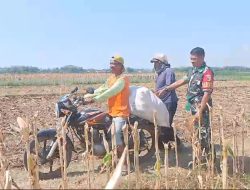 Sukseskan Ketahanan Pangan Nasional Babinsa Koramil 0810/03 Loceret Bantu Panen Jagung Desa Patihan