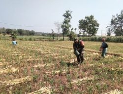 Pupuk Jadi Faktor Pendukung Meningkatkan Hasil Panen Petani Jagung Kecamatan Loceret