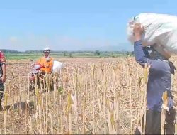 Sukseskan Program Ketahanan Pangan, Babinsa Koramil Loceret Bantu Panen Jagung