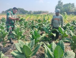 Sukseskan Program Swasembada Pangan, babinsa Pantau Petani tembakau