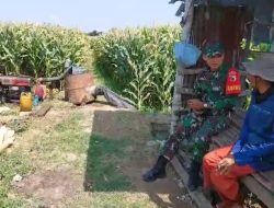 Tingkatkan Produksi Serta Kualitas Jagung, Babinsa Lakukan Komunikasi Sosial Dengan Petani