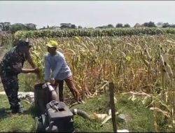 Melalui Program Pompanisasi, Babinsa Koramil Loceret Wujudkan Ketahanan Pangan Di Wilayahnya