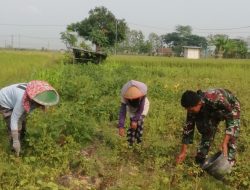 Anggota Koramil Balerejo Lakukan Pendampingan Panen Kacang Hijau di Desa Kebon Agung