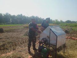 Babinsa Mojodhuwur Serda Catur Membantu Panen Padi Di wilayah Binaannya
