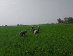Serma Slamet Babinsa Demangan Melaksanakan Kegiatan Serter Pendampingan Petani