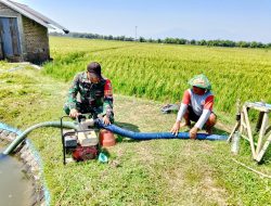 Untuk Hasil Panen Yang Maksimal, Babinsa Koramil Rejoso Laksanakan Pendampingan Petani