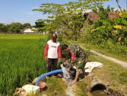 Babinsa Koramil 0810/01 Nganjuk Bantu Irigasi Pompanisasi Tanaman Padi Petani Tingkatkan Produksi Pertanian