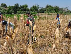 Babinsa Siap Sukseskan Program Swasembada Pangan Dengan Selalu Hadir Dan Membantu Petani
