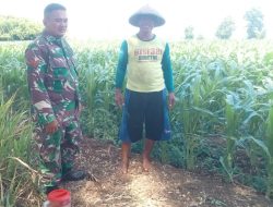 Berikan Motivasi Dan Dorongan Babinsa Koramil 08/Baron Komsos Dengan Petani Jagung Di Wilayah Binaan.