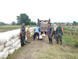 Babinsa Jajaran Kodim 0810 Nganjuk terus Bersama Bulog gelar Penyerapan gabah Dari Petani Secara Langsung