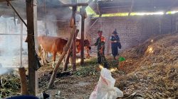 Babinsa Rejoso Dampingi Vaksinasi Hewan Ternak di Desa Wengkal