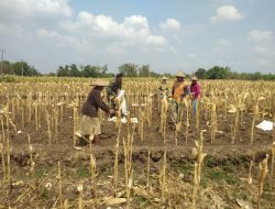 Babinsa Berbek Dampingi Petani Panen Jagung di Desa Semare