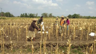 Babinsa Berbek Dampingi Petani Panen Jagung di Desa Semare