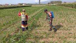 Babinsa Koramil 0810/04 Berbek Bantu Petani Semprot Hama Tanaman Jagung Di Wilayah