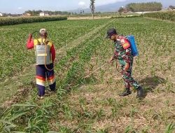 Babinsa Koramil 0810/04 Berbek Bantu Petani Semprot Hama Tanaman Jagung Di Wilayah