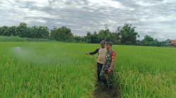 Babinsa Koramil 0810/03 Loceret Dampingi Petani Tangani Serangan Hama Wereng