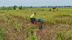Babinsa Koramil 0810/08 Baron Dampingi Panen Padi Poktan Wono Agung, Wujud Nyata Dukungan Ketahanan Pangan