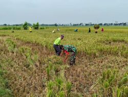 Babinsa Koramil 0810/08 Baron Dampingi Panen Padi Poktan Wono Agung, Wujud Nyata Dukungan Ketahanan Pangan