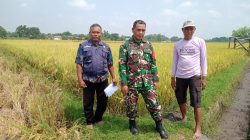 Babinsa Koramil 0810/08 Baron Jalin Komsos dengan Petani, Bahas Pertumbuhan Tanaman Padi di Desa Binaan