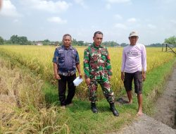 Babinsa Koramil 0810/08 Baron Jalin Komsos dengan Petani, Bahas Pertumbuhan Tanaman Padi di Desa Binaan