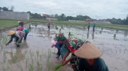 BABINSA DESA JAMBI LAKSANAKAN PENDAMPINGAN TANAM PADI UNTUK DUKUNG KETAHANAN PANGAN