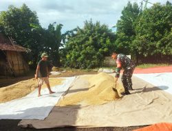 BABINSA BANTU PETANI MENJEMUR GABAH HASIL PANEN WARGA BINAAN