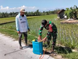 BABINSA KORAMIL 0810 -02/ BAGOR MENDAMPINGI PENYEMPROTAN PADI DI DESA BINAAN