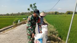 BABINSA MELAKSANAKAN PENDAMPINGAN PETANI DALAM PEMUPUKAN PADI DI DESA BALONGREJO