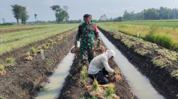 SERMA SYAIFUL LAKSANAKAN SERTER, BANTU PETANI PANEN BAWANG MERAH DI DESA KEDUNGSUKO