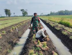 SERMA SYAIFUL LAKSANAKAN SERTER, BANTU PETANI PANEN BAWANG MERAH DI DESA KEDUNGSUKO
