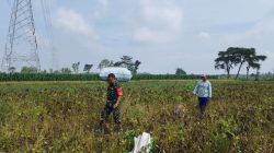 Babinsa Kelurahan Kapas Bantu Petani Panen Padi, Wujud Nyata Dukungan Ketahanan Pangan