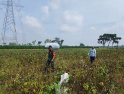 Babinsa Kelurahan Kapas Bantu Petani Panen Padi, Wujud Nyata Dukungan Ketahanan Pangan