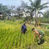 Babinsa Koramil 19/Jatikalen Pantau Perkembangan Tanaman Padi Warga