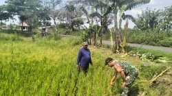 Babinsa Koramil 19/Jatikalen Pantau Perkembangan Tanaman Padi Warga