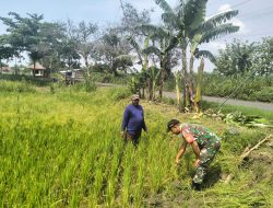 Babinsa Koramil 19/Jatikalen Pantau Perkembangan Tanaman Padi Warga