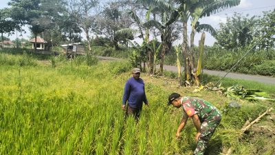 Babinsa Koramil 19/Jatikalen Pantau Perkembangan Tanaman Padi Warga