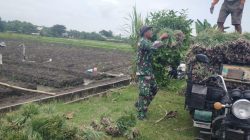 Babinsa Koramil 0810/16 Sukomoro Laksanakan Serter, Bantu Warga Panen Bawang Merah di Desa Pehserut