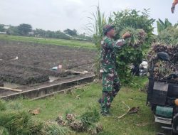 Babinsa Koramil 0810/16 Sukomoro Laksanakan Serter, Bantu Warga Panen Bawang Merah di Desa Pehserut