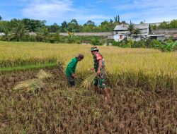 Bintara Pembina Desa (Babinsa) Koramil 05/Sawahan Sertu Didik Supriyono melaksanakan giat pendampingan Han Pangan.