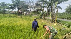 Dampingi Petani, Babinsa Koramil 19/Jatikalen Turun Sawah Pantau Pertumbuhan Tanaman Padi