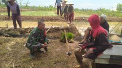 Tingkatkan Ketahanan Pangan, Babinsa Koramil 0810/18 Ngetos Bantu Petani Tanam Padi