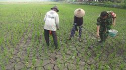 BABINSA KORAMIL 0810/06 KERTOSONO DAMPINGI PETANI DUKUNG KETAHANAN PANGAN