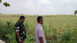 Babinsa Desa Mojo Dhuwur Aktif Dampingi Petani Tebu, Wujud Nyata Dukungan Ketahanan Pangan
