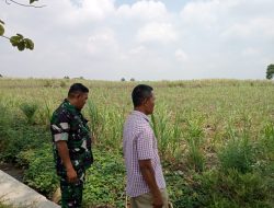 Babinsa Desa Mojo Dhuwur Aktif Dampingi Petani Tebu, Wujud Nyata Dukungan Ketahanan Pangan