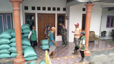 Babinsa Koramil 0810/11 Prambon Dampingi Penyerapan Gabah Petani oleh Bulog di Desa Sonoageng