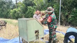 Babinsa Desa Kweden Bantu Petani Panen Padi, Wujud Kepedulian TNI AD Terhadap Ketahanan Pangan