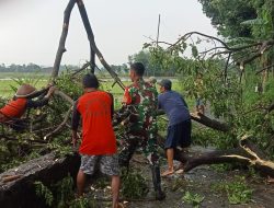 Babinsa Koramil 0810/08 Baron Bantu Warga Tebang Pohon di Pinggir Jalan Demi Keselamatan