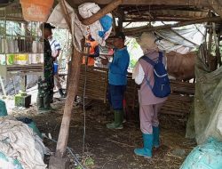 BABINSA KORAMIL 0810/10 TANJUNGANOM DAMPINGI VAKSINASI PMK HEWAN TERNAK, DUKUNG KETAHANAN PANGAN NASIONAL