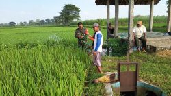BABINSA KORAMIL 0810/08 BARON BERSAMA PPL DAMPINGI PETANI, TINGKATKAN KUALITAS TANAMAN PADI